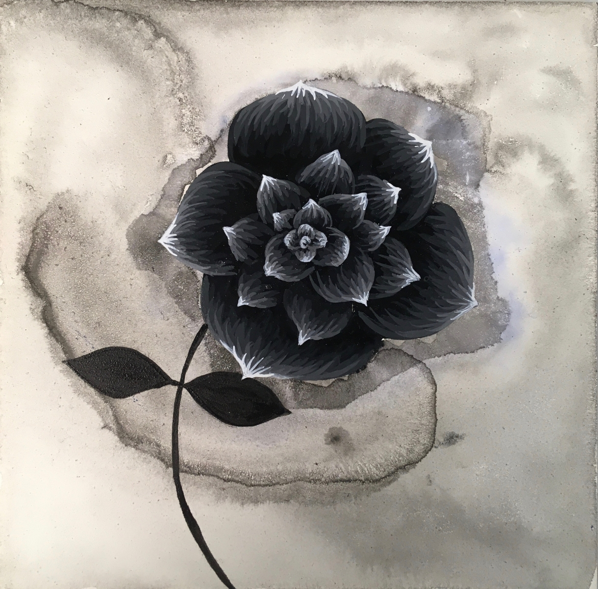 Rose study (mono), 2018, 6" x 6", acrylic on board